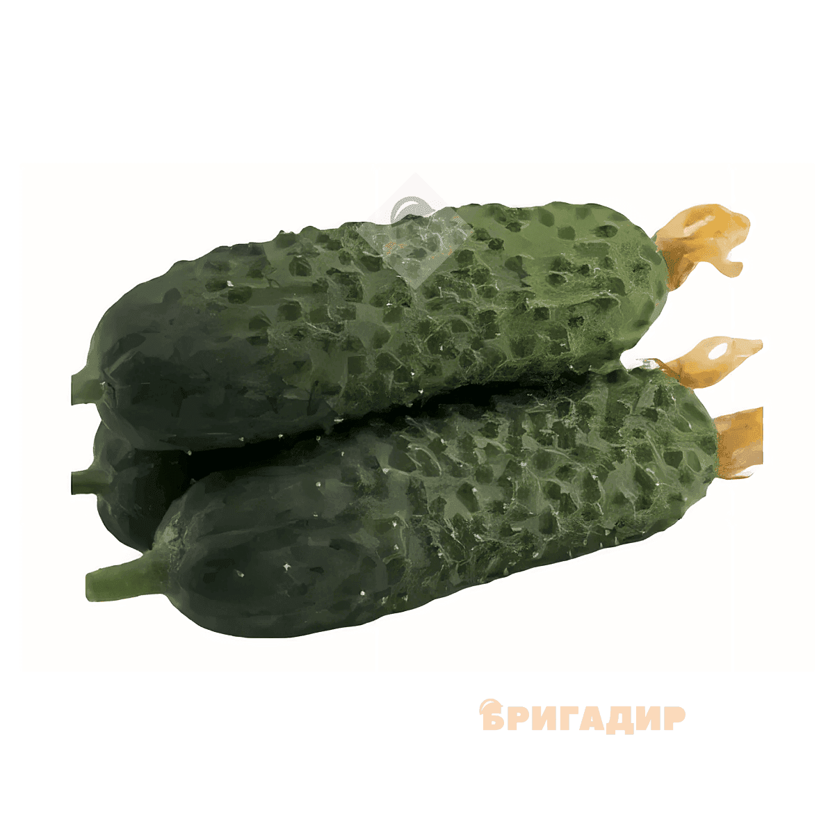 Насіння Огірок (середньоранній) Таня00штг Німеччина