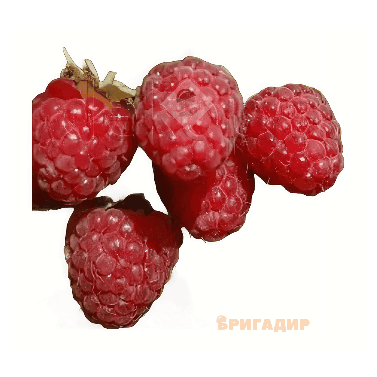Саджанці малини Феномен (minimotte)