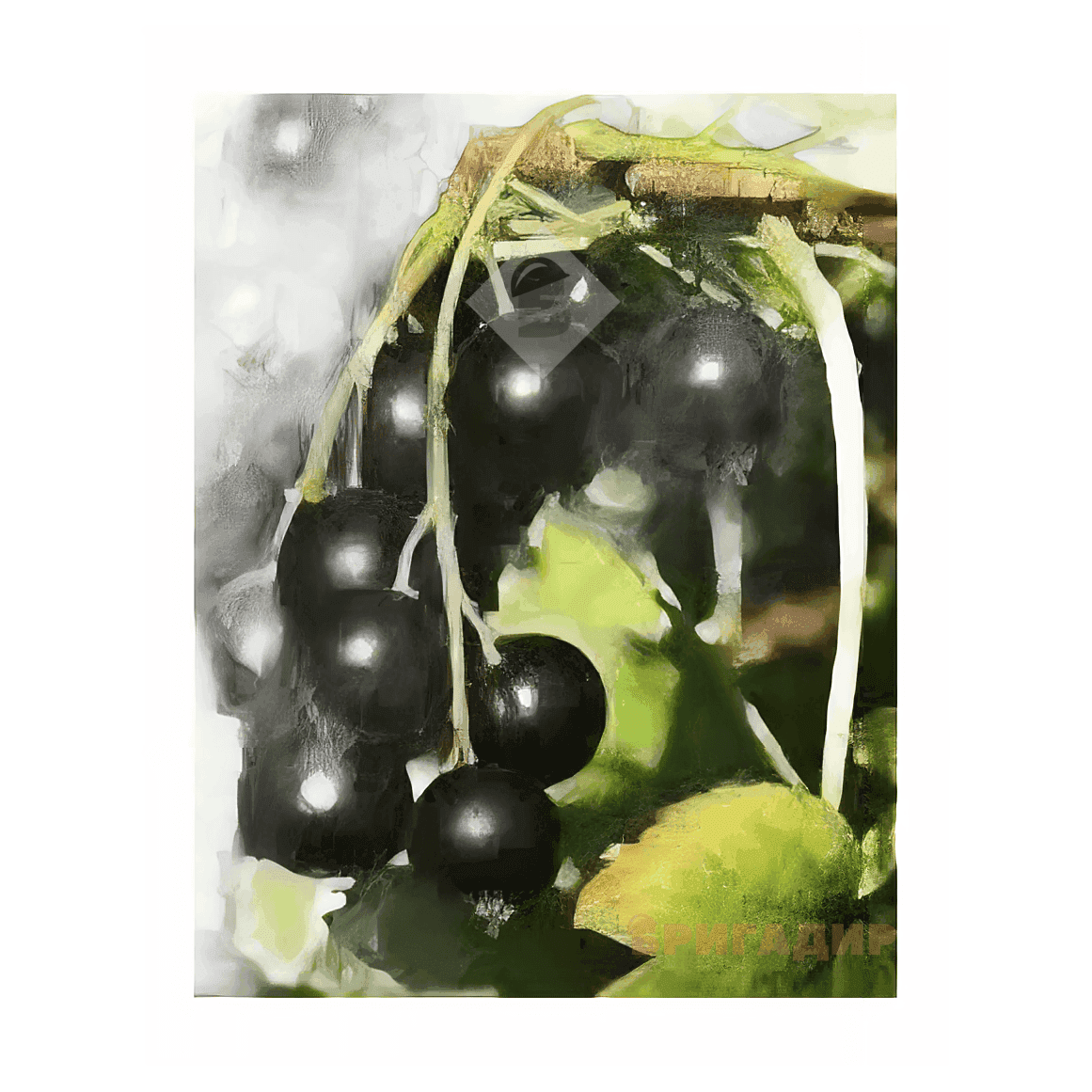 Саджанці смородини чорної Санюта (3 шт)(mery green)