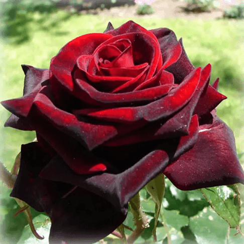 Саджанці троянд Блек Меджік (Dk)
