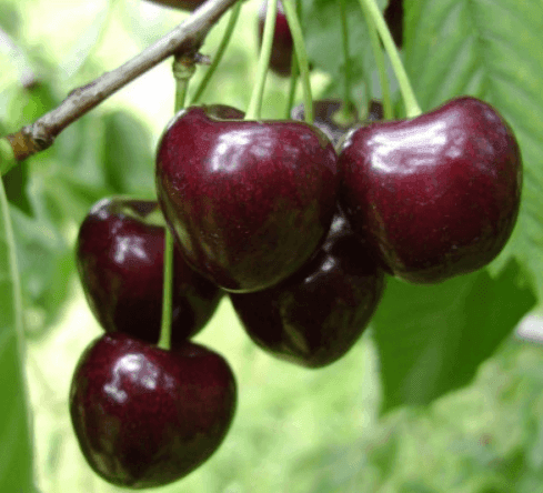 Саджанці черешні Регіна (GP)