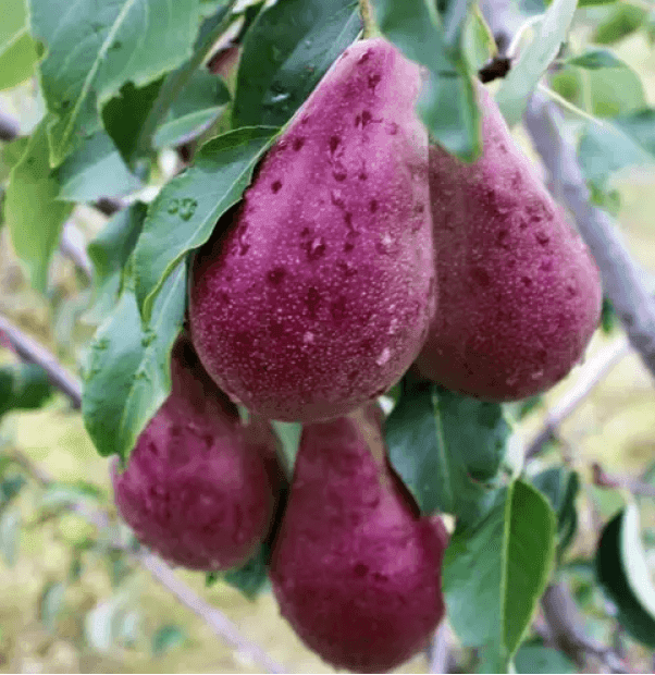 Саджанці груші Вересневе Диво (GP)