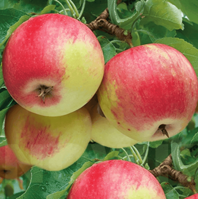 Саджанці яблуні Пінова  (GP)