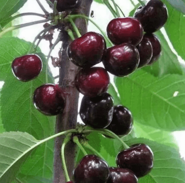 Саджанці вишні Балатон (GP)