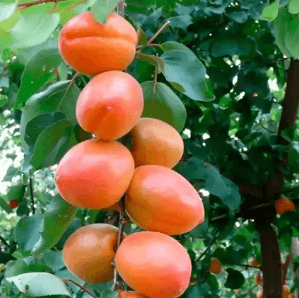 Саджанці абрикоса Вондер Кот (GP)