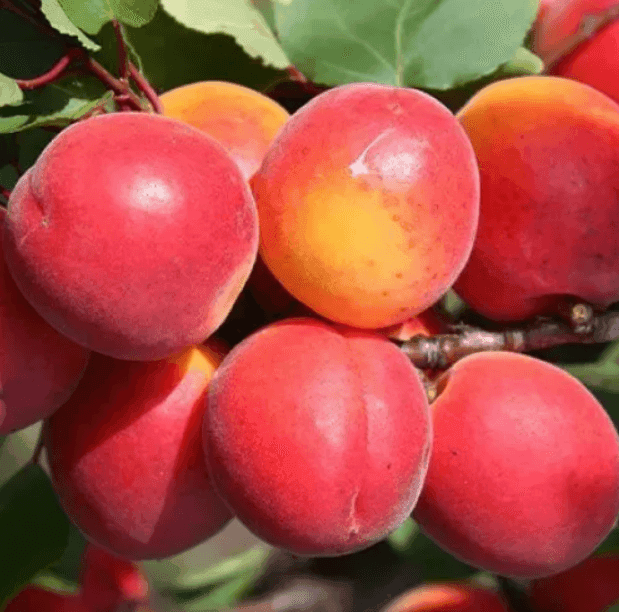 Саджанці абрикоса Робада(GP)