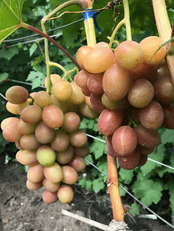 Саджанці винограду Гурман ранній (merry green)