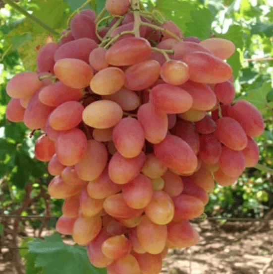 Саджанці винограду Віктор (merry green)