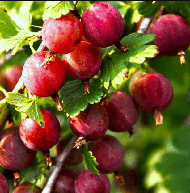 Саджанці агрусу Хіннонмакі Ред  (minimotte)