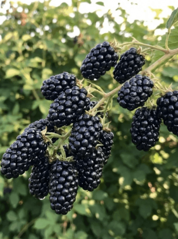 Саджанці ожини Чорна Магія (minimotte)