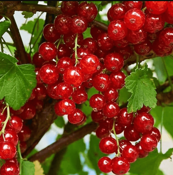 Cаджанці порічок Джуніфер (minimotte)