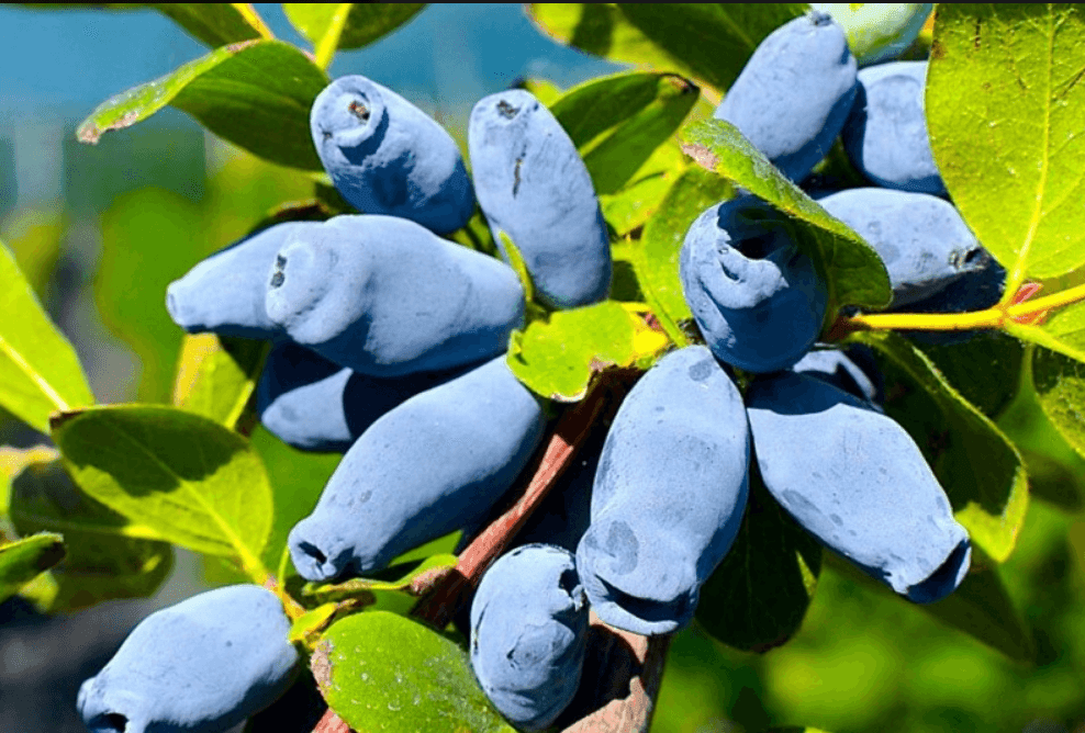 Cаджанці жимолості Восторг (minimotte)