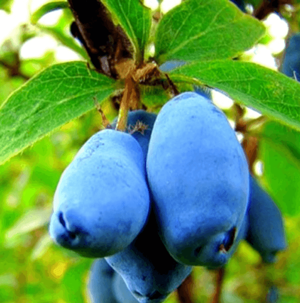 Cаджанці жимолості Дует (minimotte)