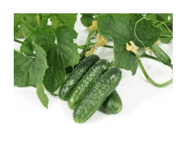 Насіння Огірок (ранній) Хела F1 50 шт., Німеччина