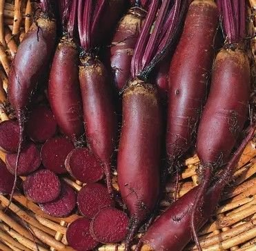 Насіння Буряк столовий циліндричний Атоман 10 г, SATIMEX (Німеччина)