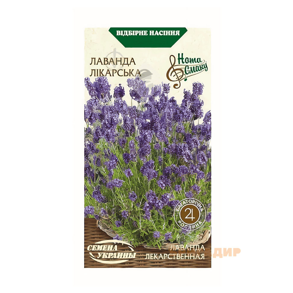 Лаванда лікарська