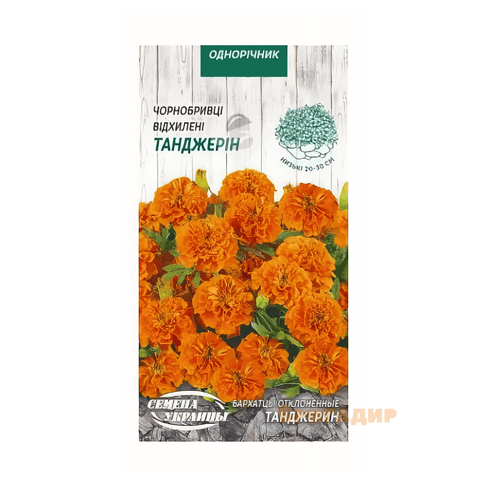 Чорнобривці Танджерин