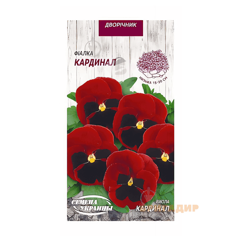 Фіалка Кардинал